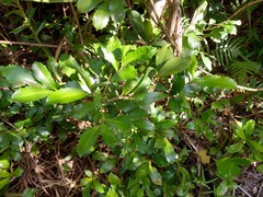 Ardisia cornudentata