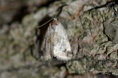 Maliattha synochitis