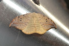 Drepana arcuata