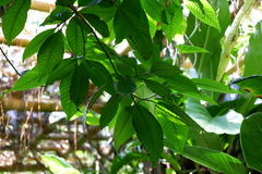 Psychotria mexiae