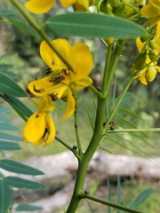 Senna marilandica