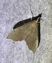 Sericoplaga externalis