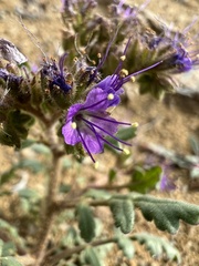 Phacelia formosula