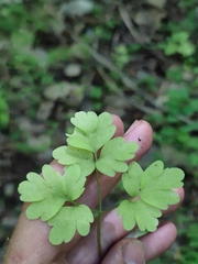 Adoxa moschatellina