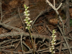 Goodyera oblongifolia