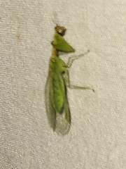 Zeugomantispa minuta