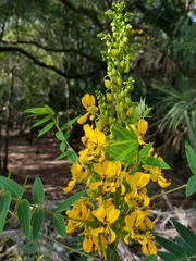 Senna marilandica