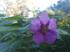 Rubus odoratus