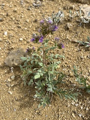 Phacelia formosula
