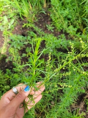 Artemisia dracunculus