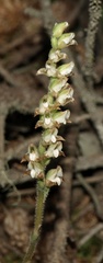 Goodyera oblongifolia