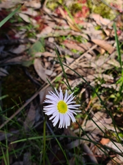 Allittia uliginosa