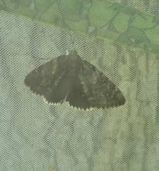 Catocala lacrymosa