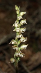 Goodyera oblongifolia