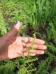 Artemisia dracunculus