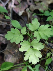 Adoxa moschatellina