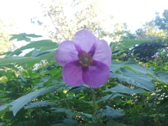 Rubus odoratus