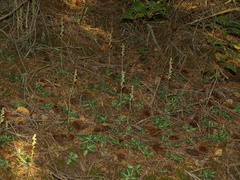 Goodyera oblongifolia