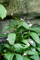 Anthurium amnicola