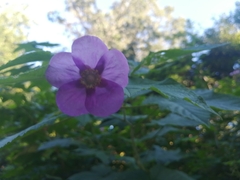Rubus odoratus
