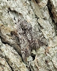 Catocala lacrymosa