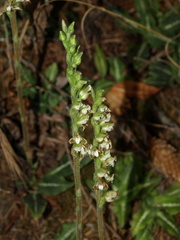 Goodyera oblongifolia