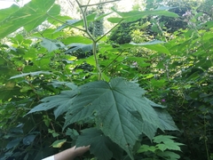Rubus odoratus