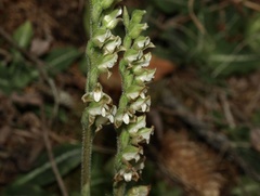 Goodyera oblongifolia