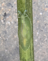 Phyllaplysia taylori