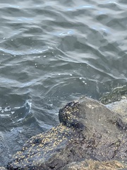 Pachygrapsus crassipes