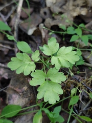 Adoxa moschatellina