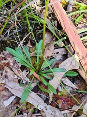 Allittia uliginosa
