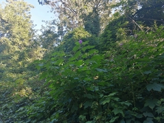 Rubus odoratus