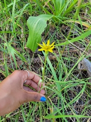 Tragopogon dubius