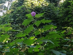Rubus odoratus