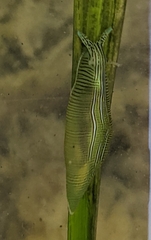 Phyllaplysia taylori