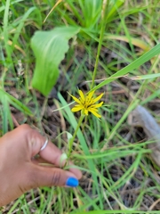 Tragopogon dubius