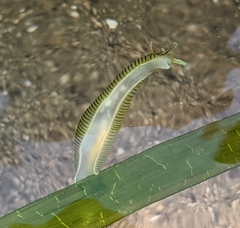 Phyllaplysia taylori