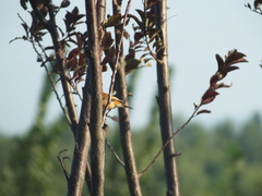 Saxicola stejnegeri