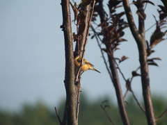 Saxicola stejnegeri