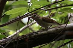 Pachycephala cinerea