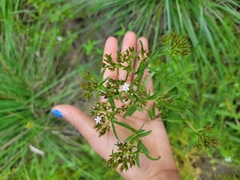 Stevia serrata