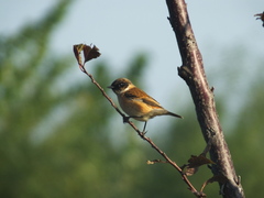Saxicola stejnegeri