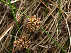 Juncus lesueurii