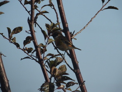 Saxicola stejnegeri