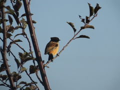 Saxicola stejnegeri