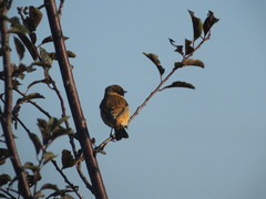 Saxicola stejnegeri