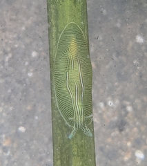 Phyllaplysia taylori