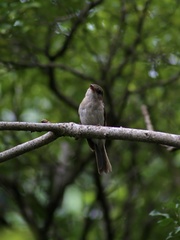 Pachycephala cinerea