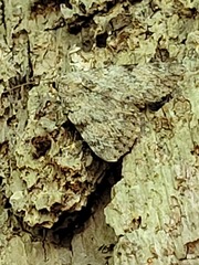 Catocala amica